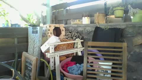 Python online show from 01.02.25