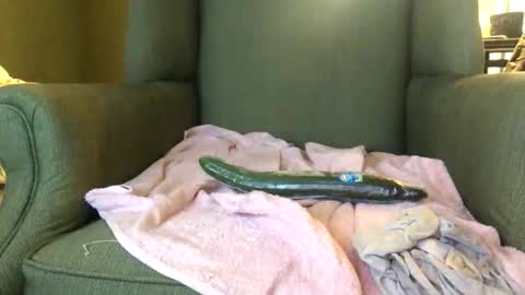 Snapshot of queenkitty477 chatting on 10.25.25 queenkitty477 online show from 10.25.25