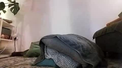 ranchoarg online show from 01.08.26