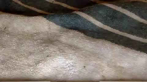 rimachaka online show from 12.27.24