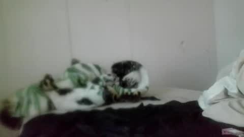 Snapshot of roxybcali chatting on 11.05.25 Roxy and Brock online show from 11.05.25