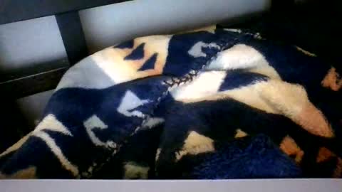 Snapshot of royboy2561 chatting on 02.06.26 Roy Murrin online show from 02.06.26