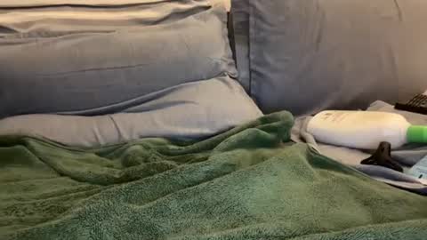 Ryan online show from 01.02.25