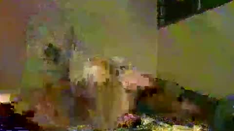 Snapshot of savagetongu3e chatting on 12.05.25 savagetonguee online show from 12.05.25