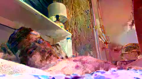 sexdisruptor online show from 01.04.25