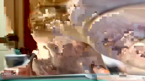 Snapshot of sexyy_red08 chatting on 11.02.25 sexyy_red08 online show from 11.02.25