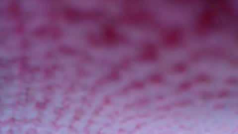 shelsyzevee_ online show from 10.23.25