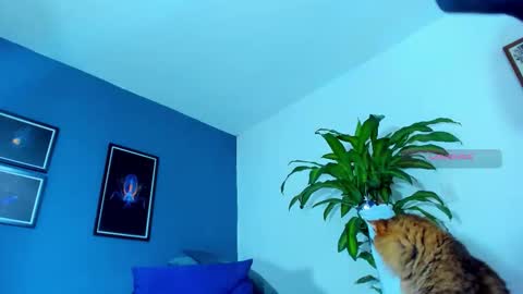 Snapshot of silvabranko chatting on 11.01.25 silvabranko online show from 11.01.25