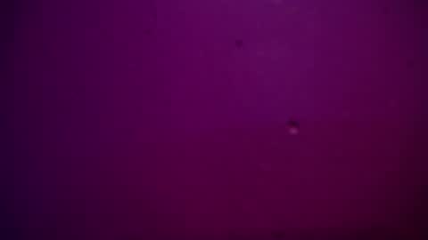 Alexa online show from 12.28.24