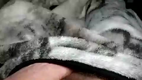 stargazor online show from 12.20.24