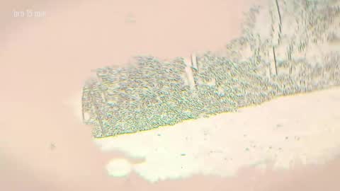 TAANNI online show from 04.05.26