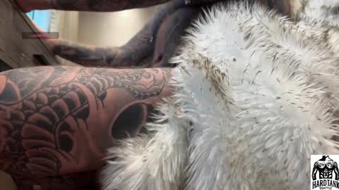 Tank Guy online show from 04.02.26