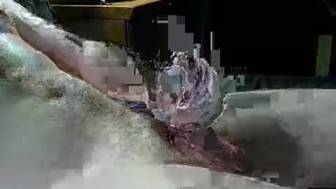 Texas Rose 33 online show from 04.04.26