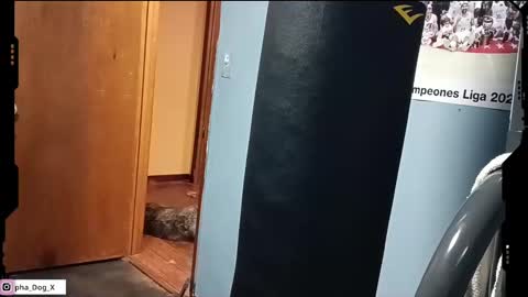 the_alpha_dog_xxx online show from 03.10.25