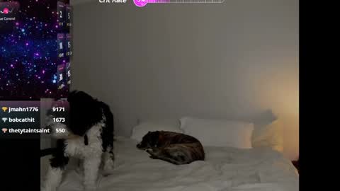 Selina Kyle online show from 01.25.25