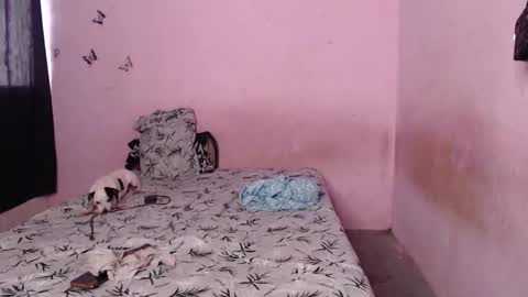 Snapshot of tianiiss_sweet chatting on 11.06.25 Tiana online show from 11.06.25