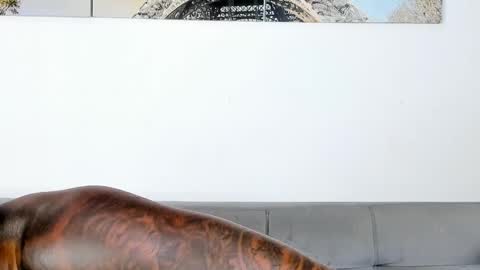 Snapshot of tyron_rulers chatting on 11.07.25 Dvid Rullers online show from 11.07.25