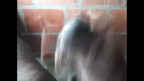 ver_gonblack online show from 09.25.25