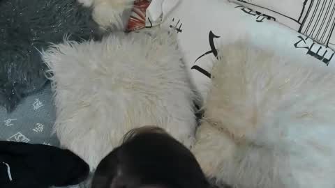 Vit a Viper online show from 09.30.25