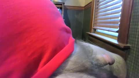 whydog online show from 01.04.25