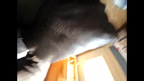 Snapshot of wildman2900 chatting on 02.04.25 wildman2900 online show from 02.04.25