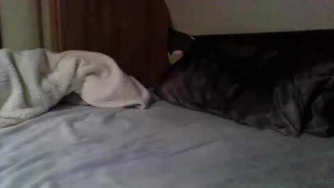 Snapshot of willobey chatting on 02.09.25 papa bear online show from 02.09.25