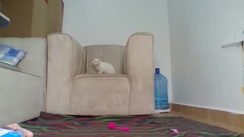 Barbie online show from 10.04.25