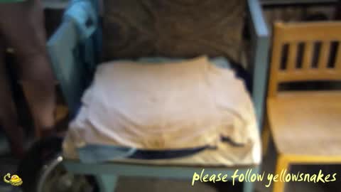 .     y e l l o w s n a k e s       . online show from 03.05.26