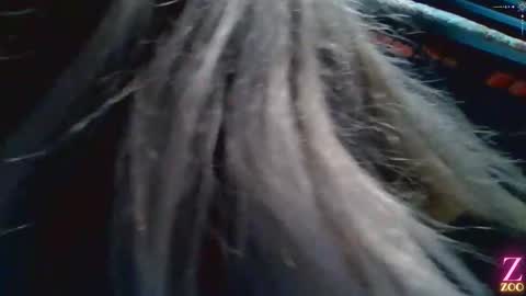 ZYA online show from 12.04.24