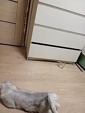 Snapshot of Linda_Gregory chatting on 02.18.26 Linda Gregory online show from 02.18.26