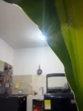 emily rosse04 online show from 03.04.26