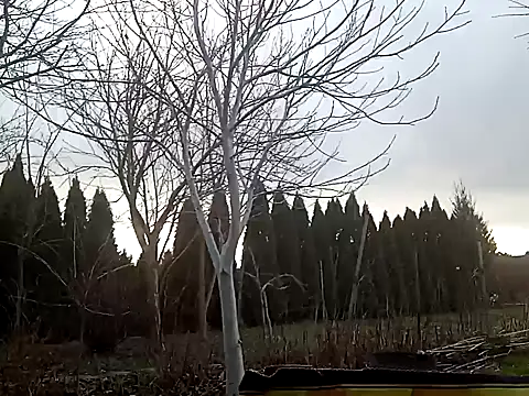 perversalus online show from 02.02.25