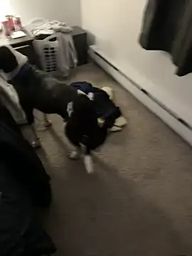 illbDanned online show from 12.27.24