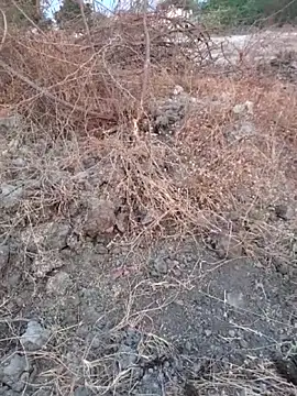 Ajith mvi online show from 03.16.26