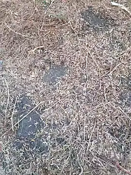 Ajith mvi online show from 04.18.26