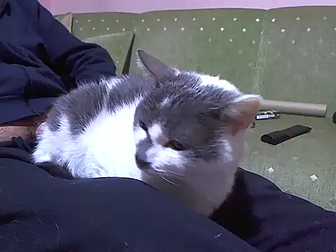 zormen355 online show from 04.04.26