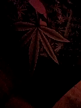 ySqmbVanbe online show from 02.05.26