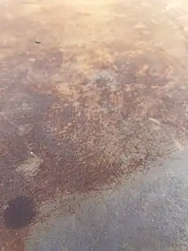 Black-mamba-madingo online show from 09.28.25