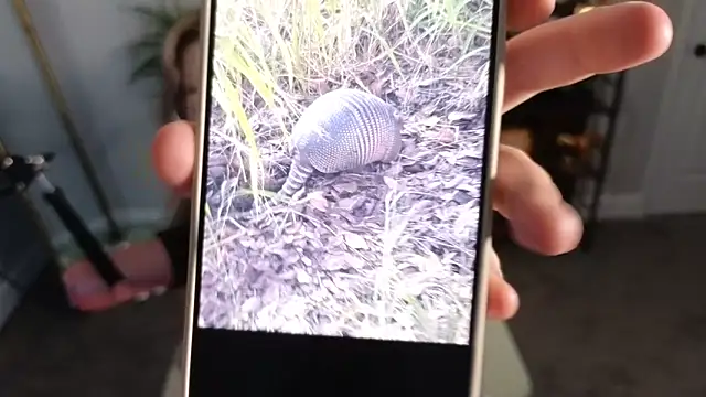 rodeobrii online show from 11.17.25