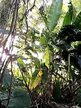 tuwegon online show from 06.17.26