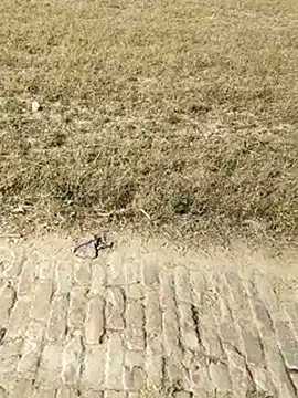 Hot-rubina online show from 04.11.26