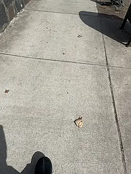 GersonGil1 online show from 03.30.26