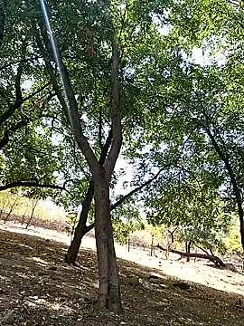 Liancy online show from 10.09.25