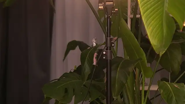 Snapshot of EmilyRaymont chatting on 10.06.25 EmilyRaymont online show from 10.06.25