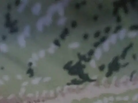 silky milky online show from 10.31.25