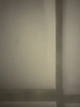 orient zob online show from 02.19.26