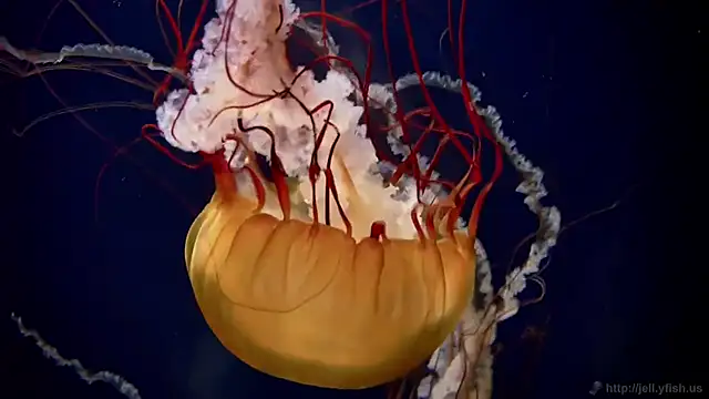 streamy test11 online show from 10.21.25