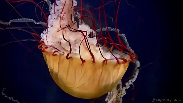 streamy test11 online show from 11.11.25