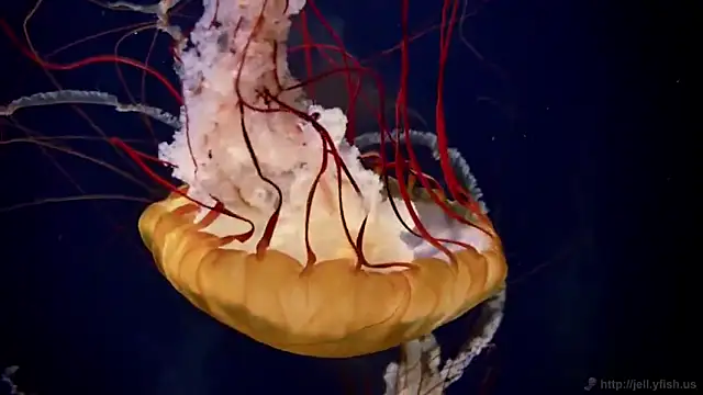 streamy test11 online show from 02.25.26