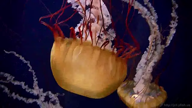 streamy test12 online show from 12.24.24